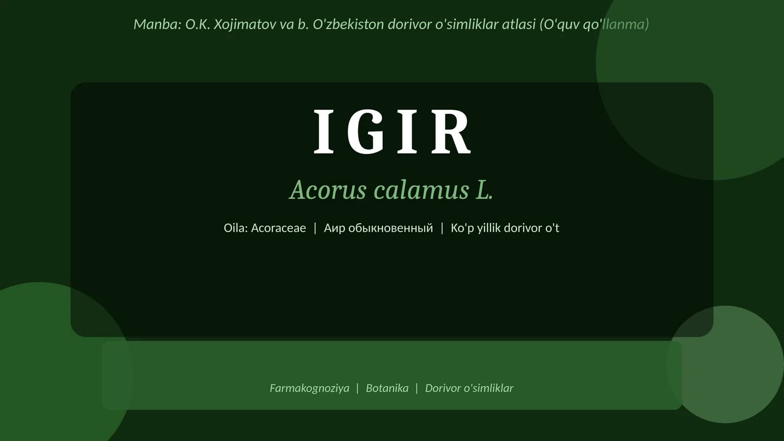 Igir-Acorus calamus O'zbekiston dorivor o'simliklar atlasi