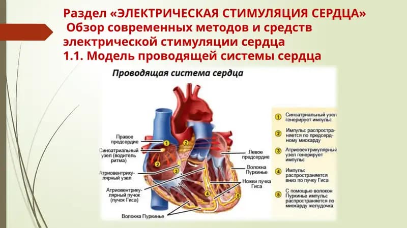 ЭЛЕКТРИЧЕСКАЯ СТИМУЛЯЦИЯ СЕРДЦА