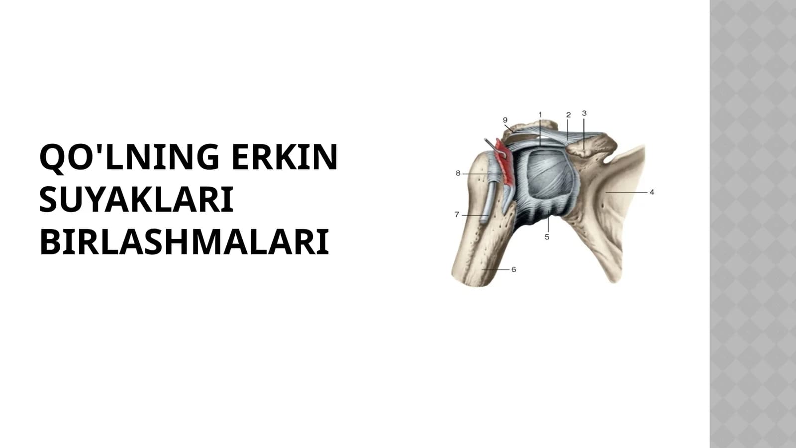 Qo'lning suyaklari birlashmalari