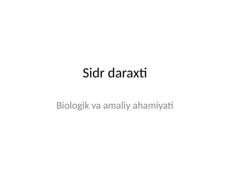 Sidr daraxti