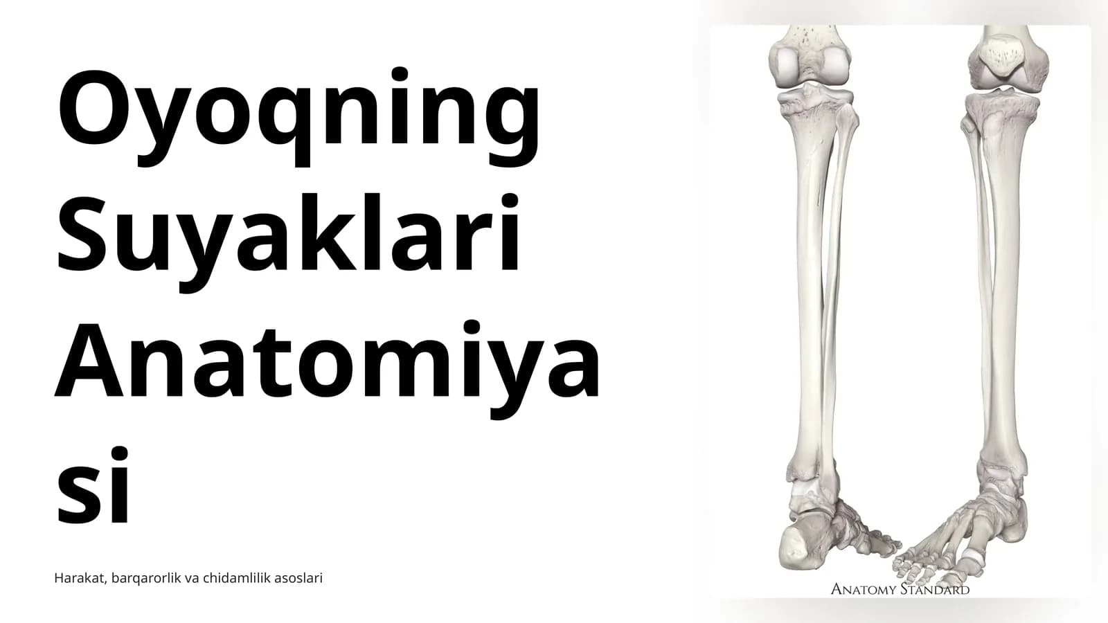 Oyoqning Suyaklari Anatomiyasi