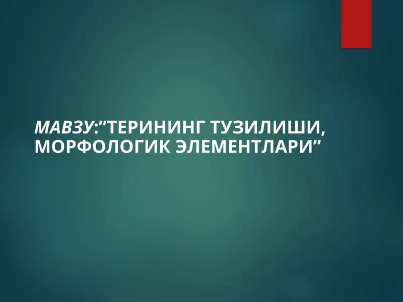 Терининг тузилиши, морфологик элементлари