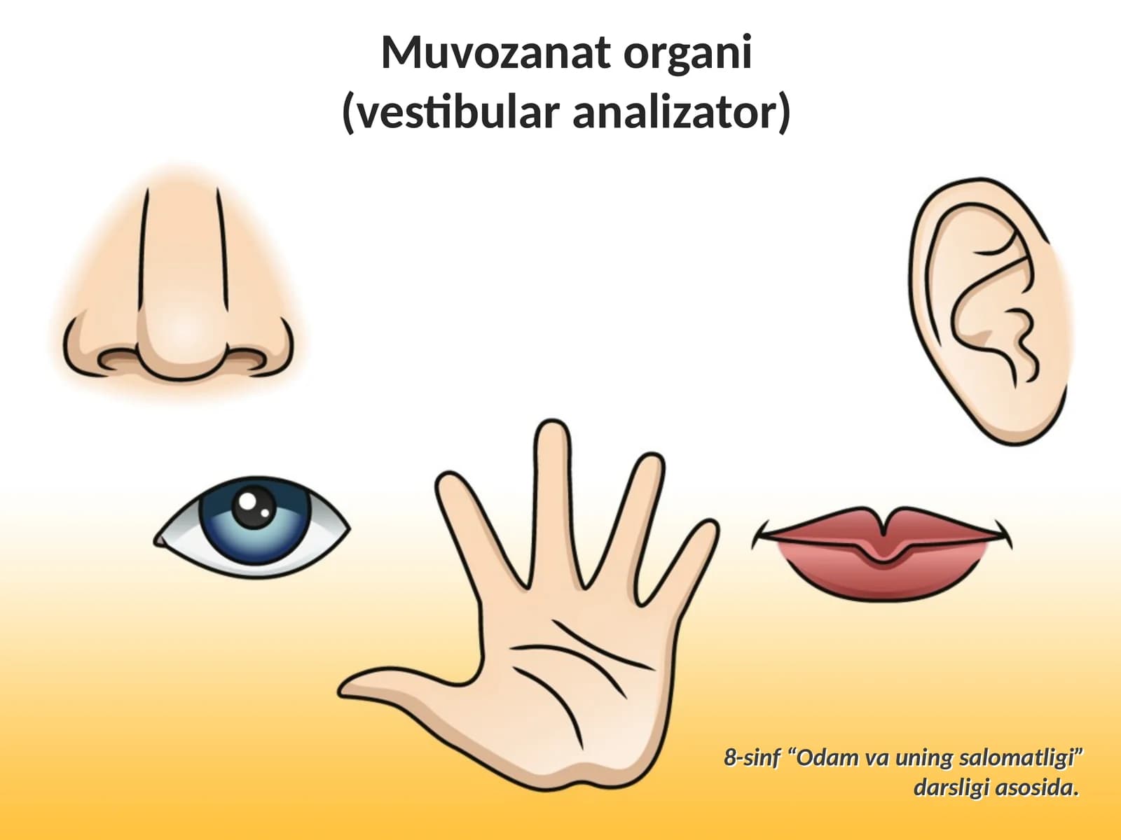 Muvozanat organi (vestibular analizator)