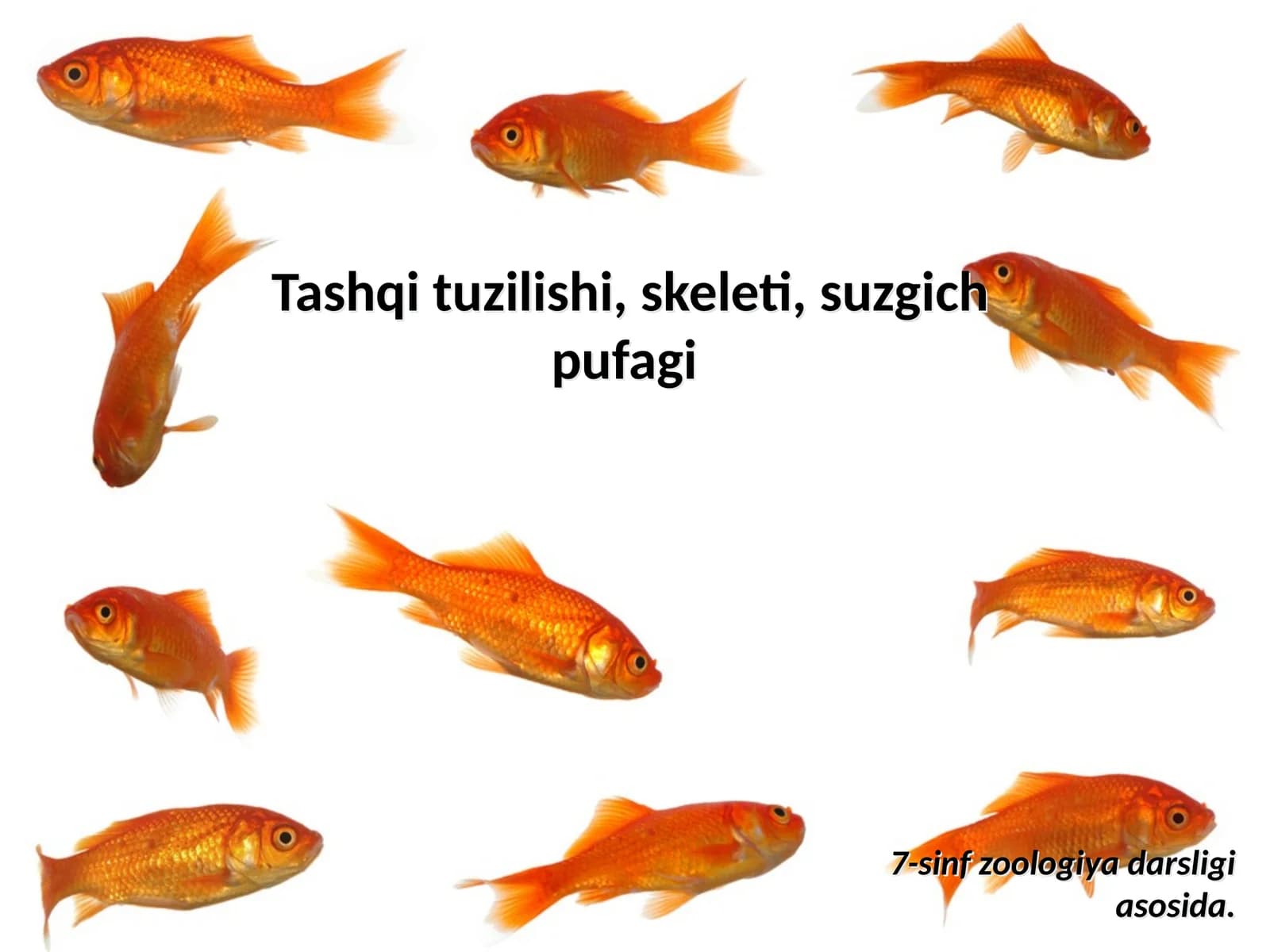 Zog‘or baliq