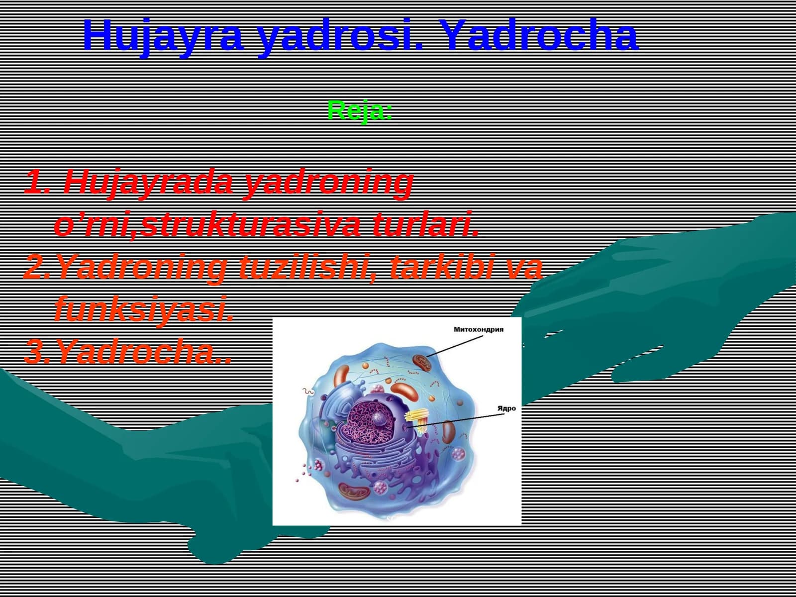 Hujayra yadrosi. Yadrocha