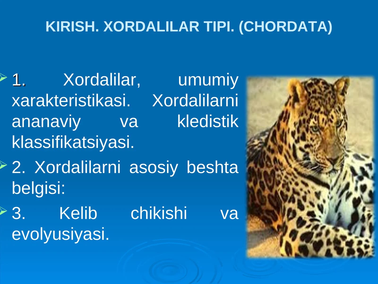 Xordalilar tipi