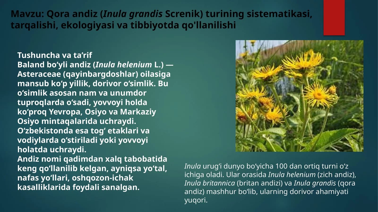 Qoraandiz (Inula grandis Screnik)