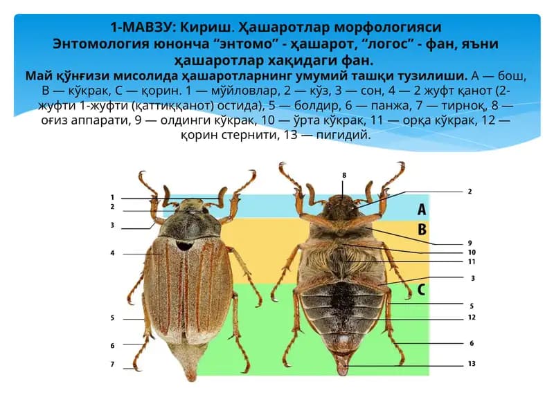 Ҳашаротлар морфологияси