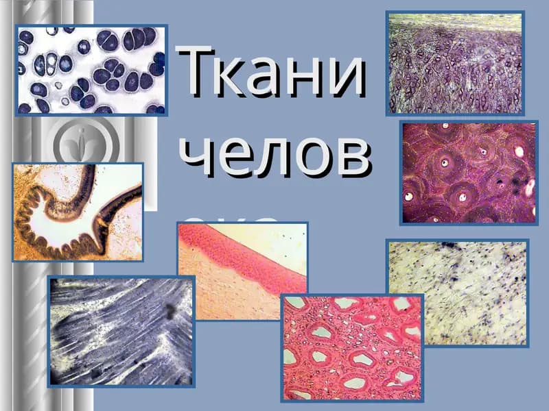 Тканичеловека, ЭРИТРОЦИТ, Нейрон