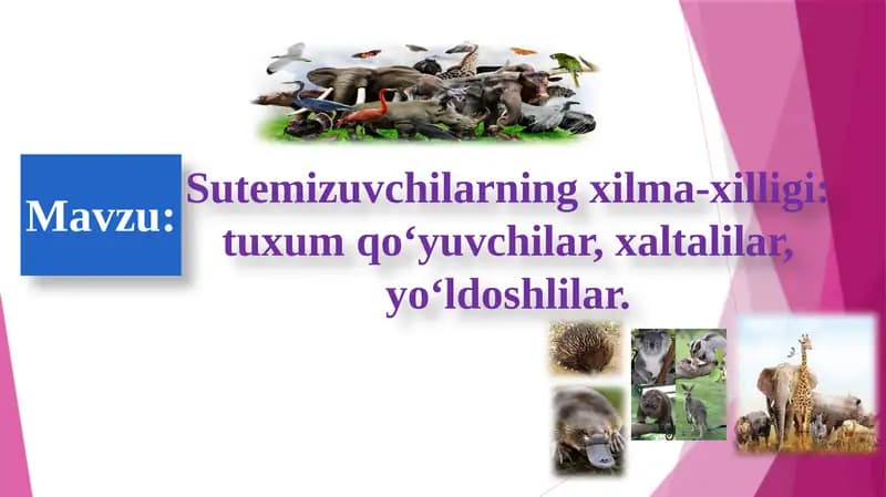 SUT EMIZUVCHI
