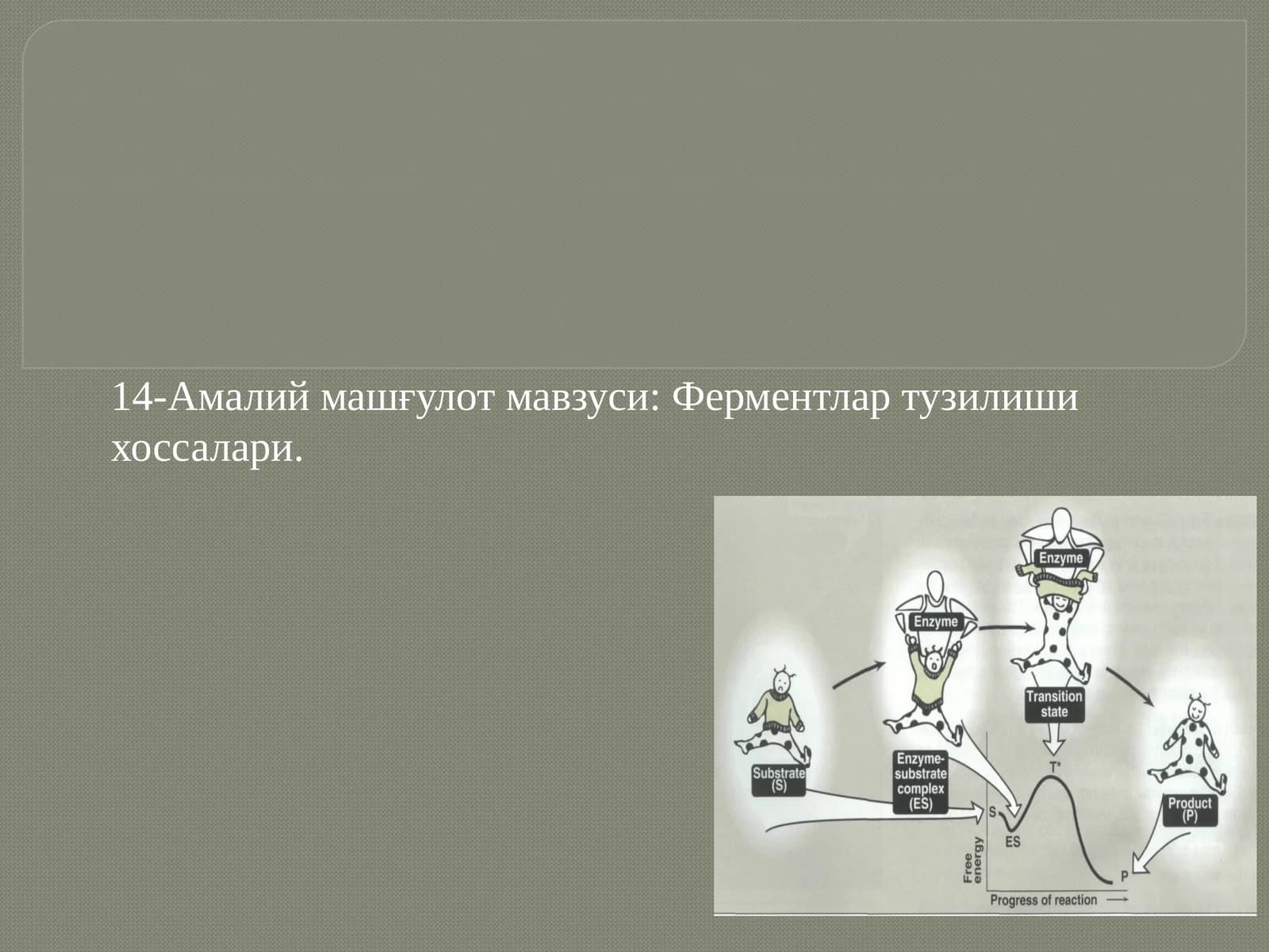 Ферментлар тузилиши хоссалари