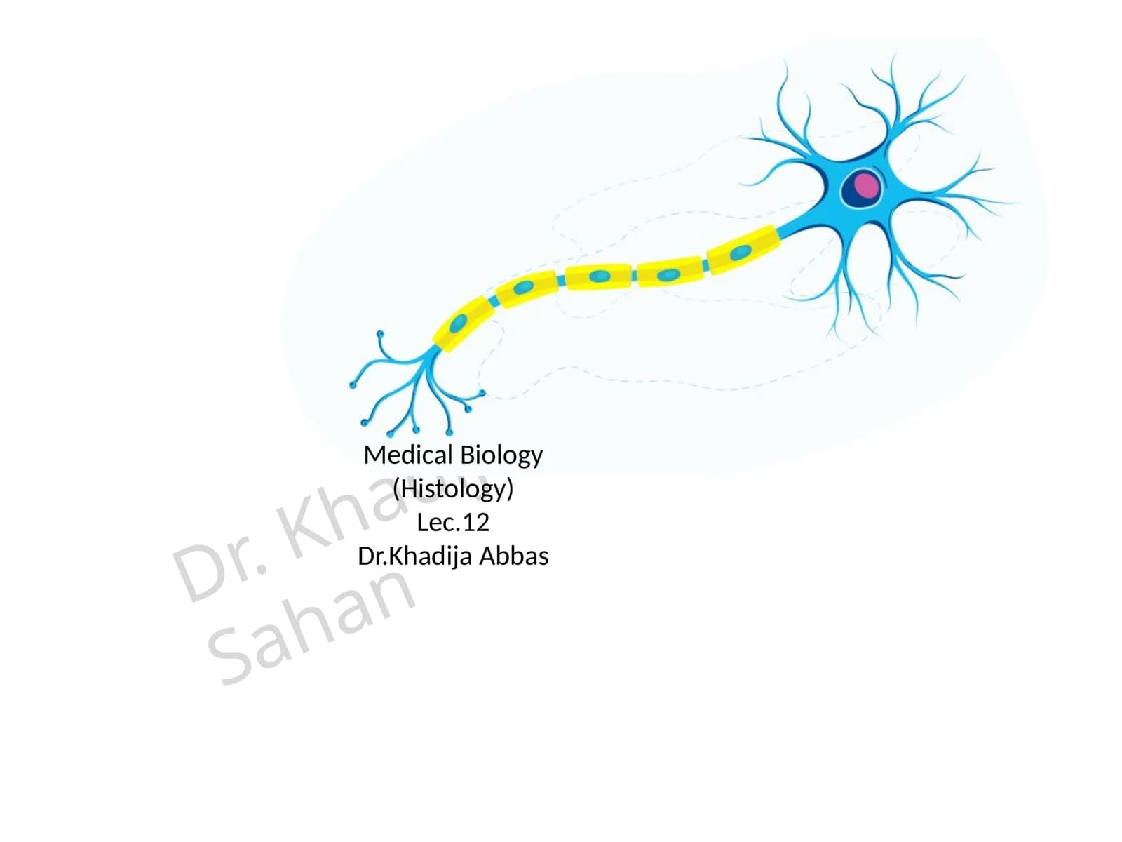 Medical Biology (Histology)Lec.12