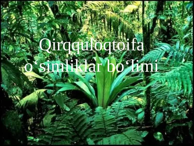 qirqquloq toifa o'simliklar