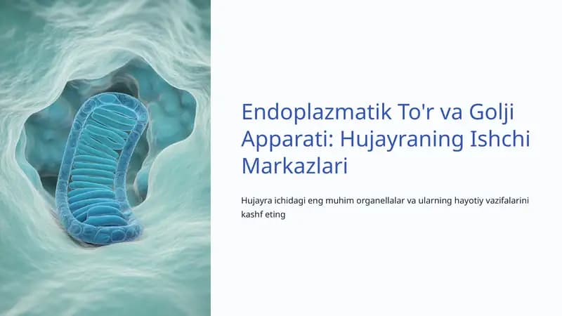Endoplazmatik To'r va Golji Apparati: Hujayraning Ishchi Markazlari