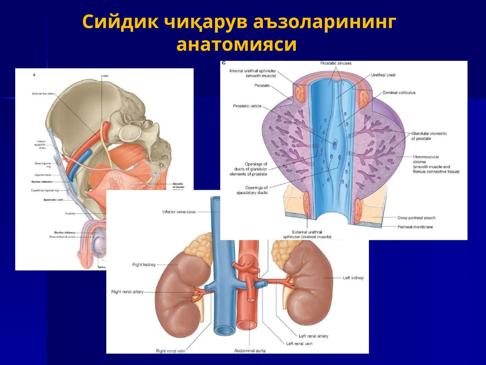 Сийдик чиқарув аъзоларининг анатомияси