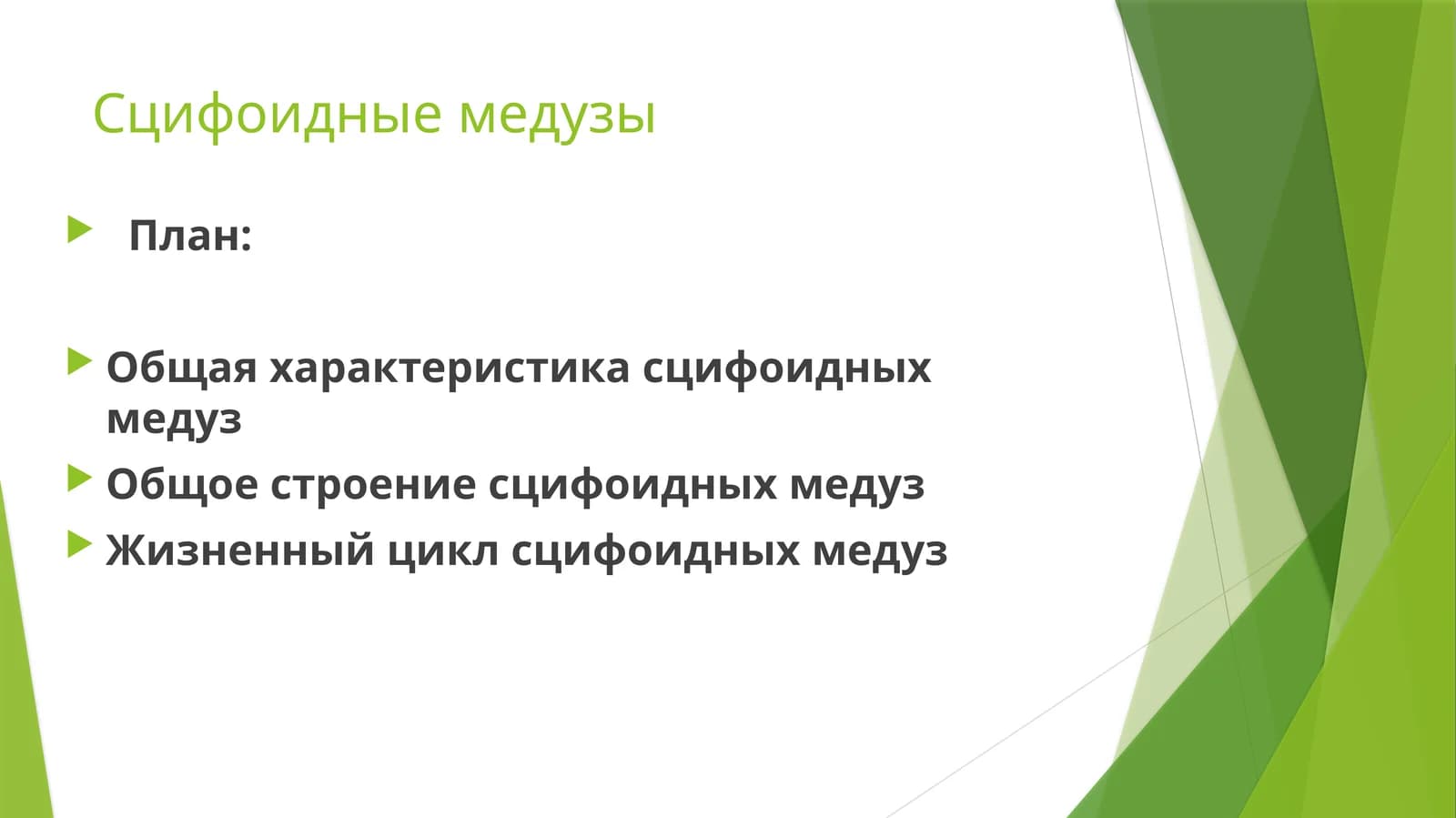 Сцифоидные медузы