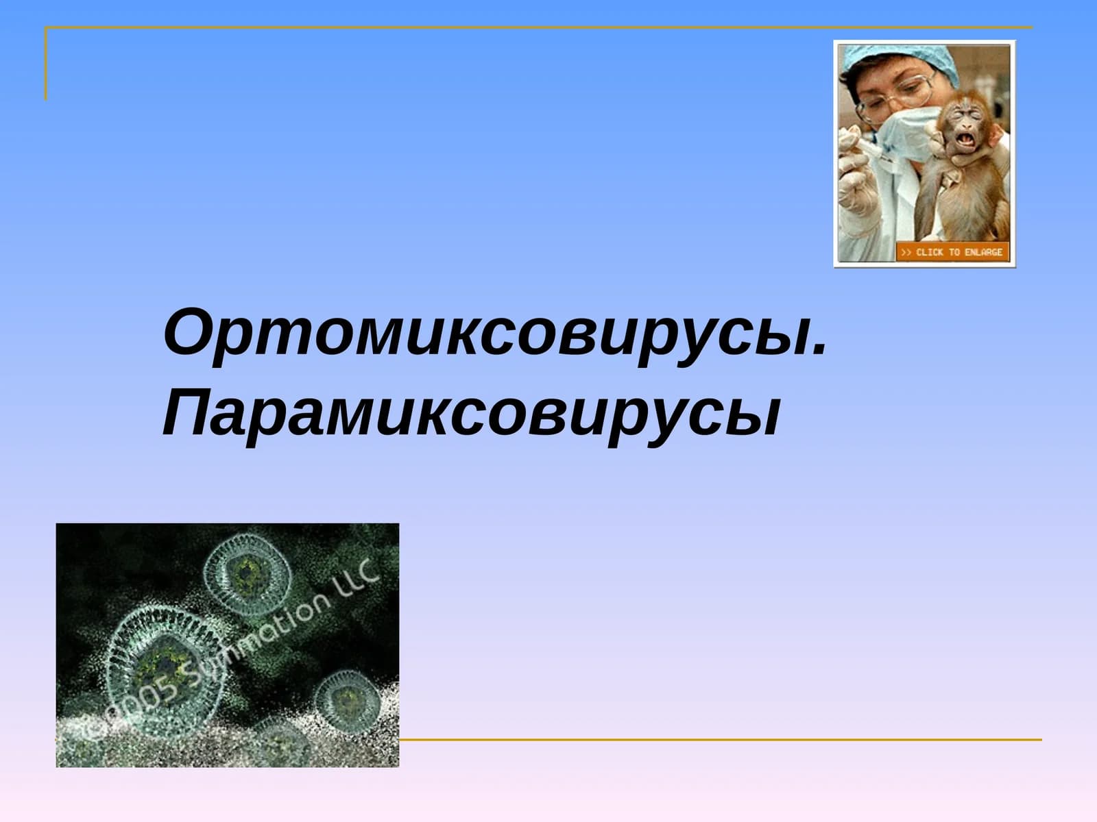 Ортомиксовирусы. Парамиксовирусы
