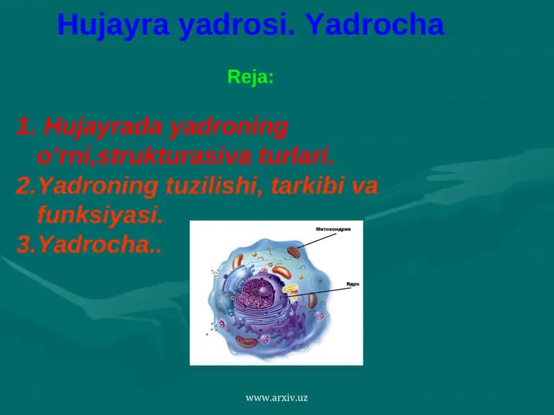 Hujayra yadrosi. Yadrocha