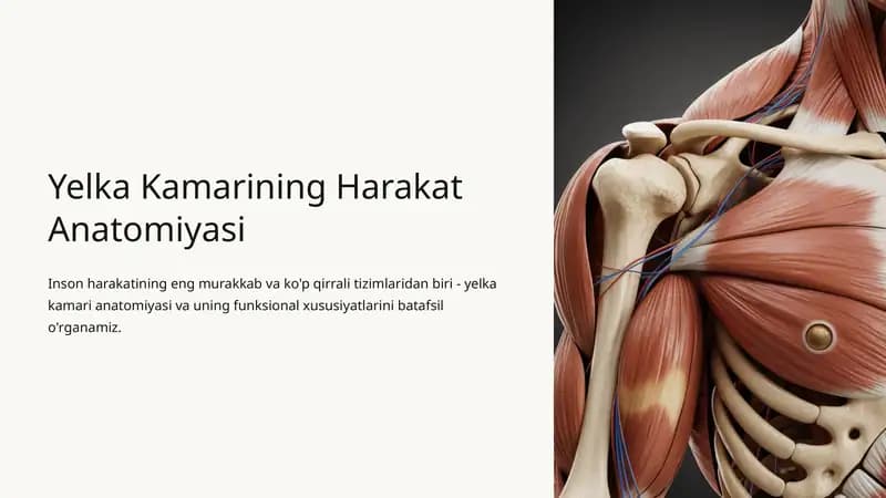 Yelka Kamarining Harakat Anatomiyasi