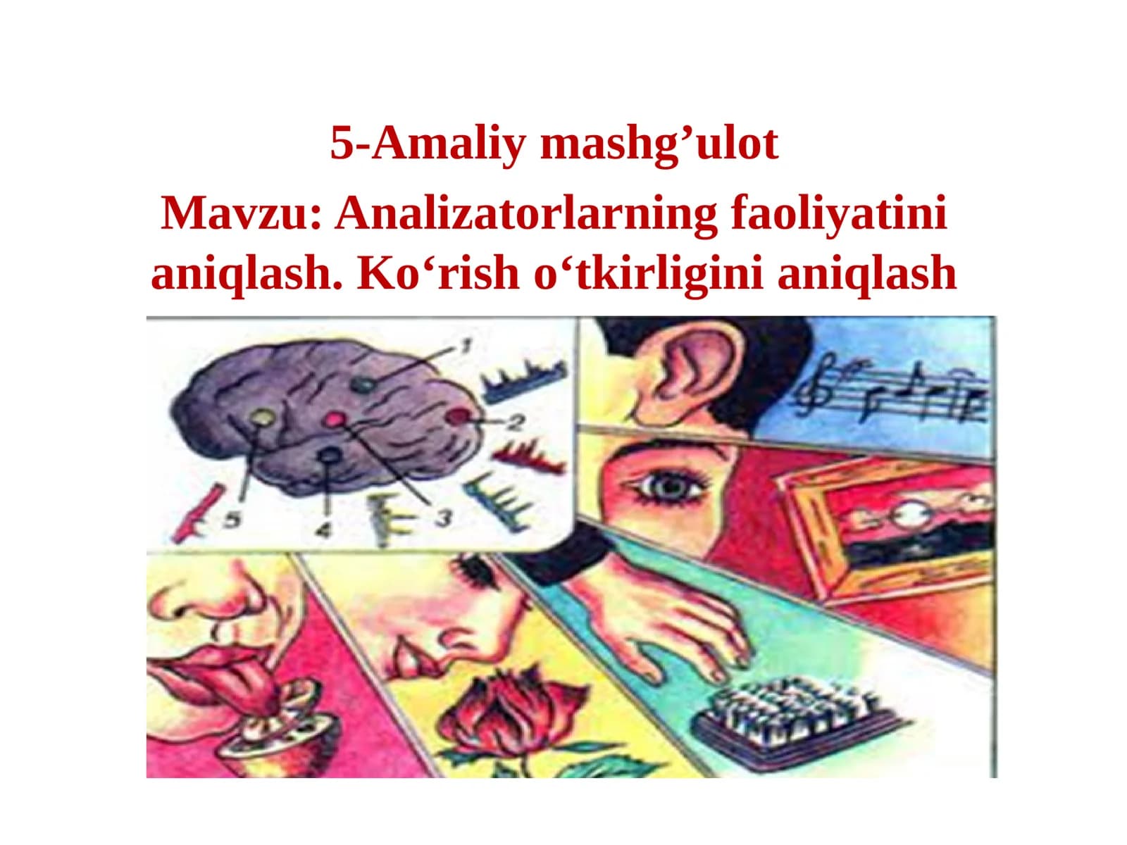 Analizatorlarning faoliyatinianiqlash. Ko‘rish o‘tkirliginianiqlash