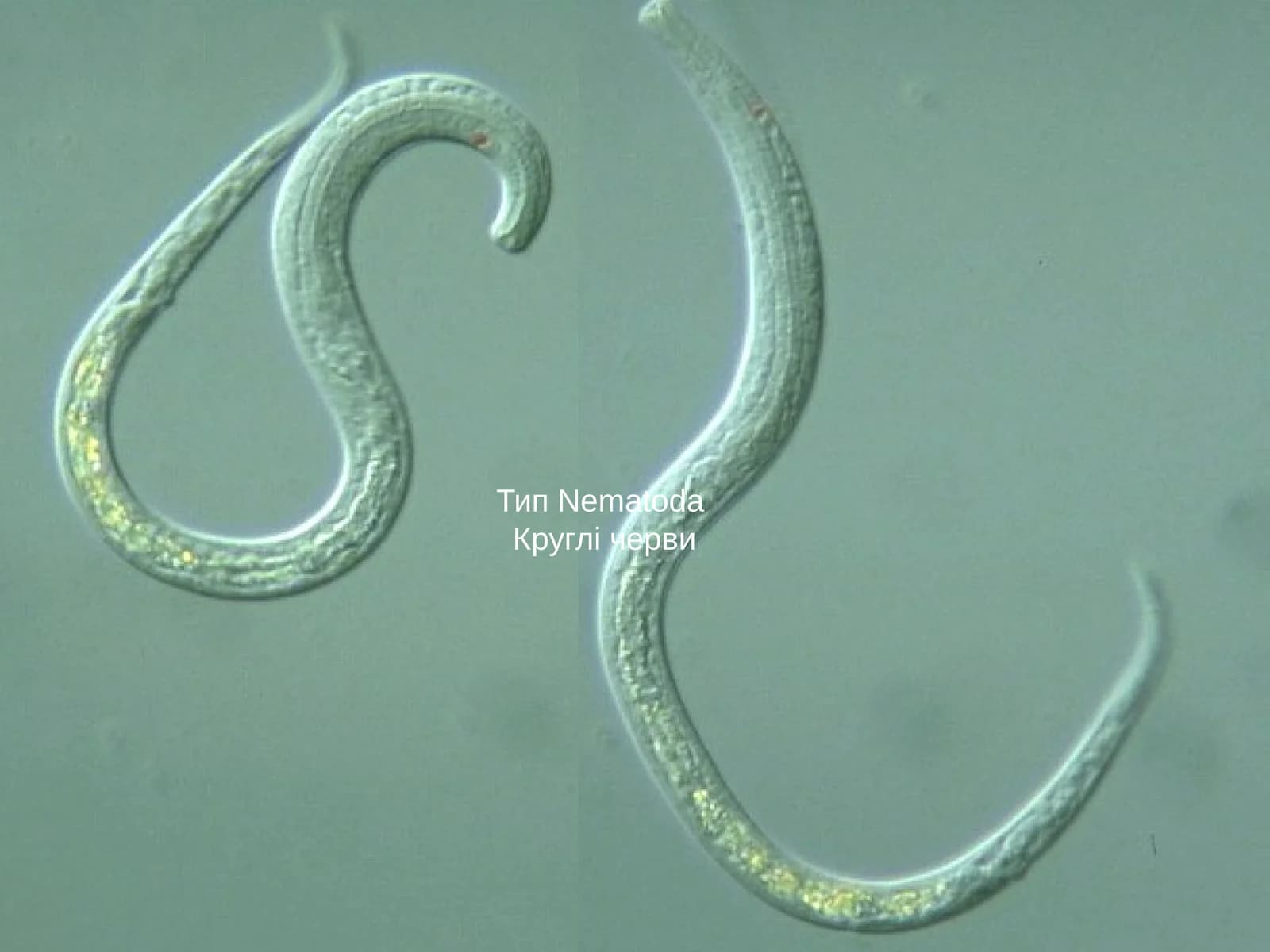 Тип NematodaКруглі черви