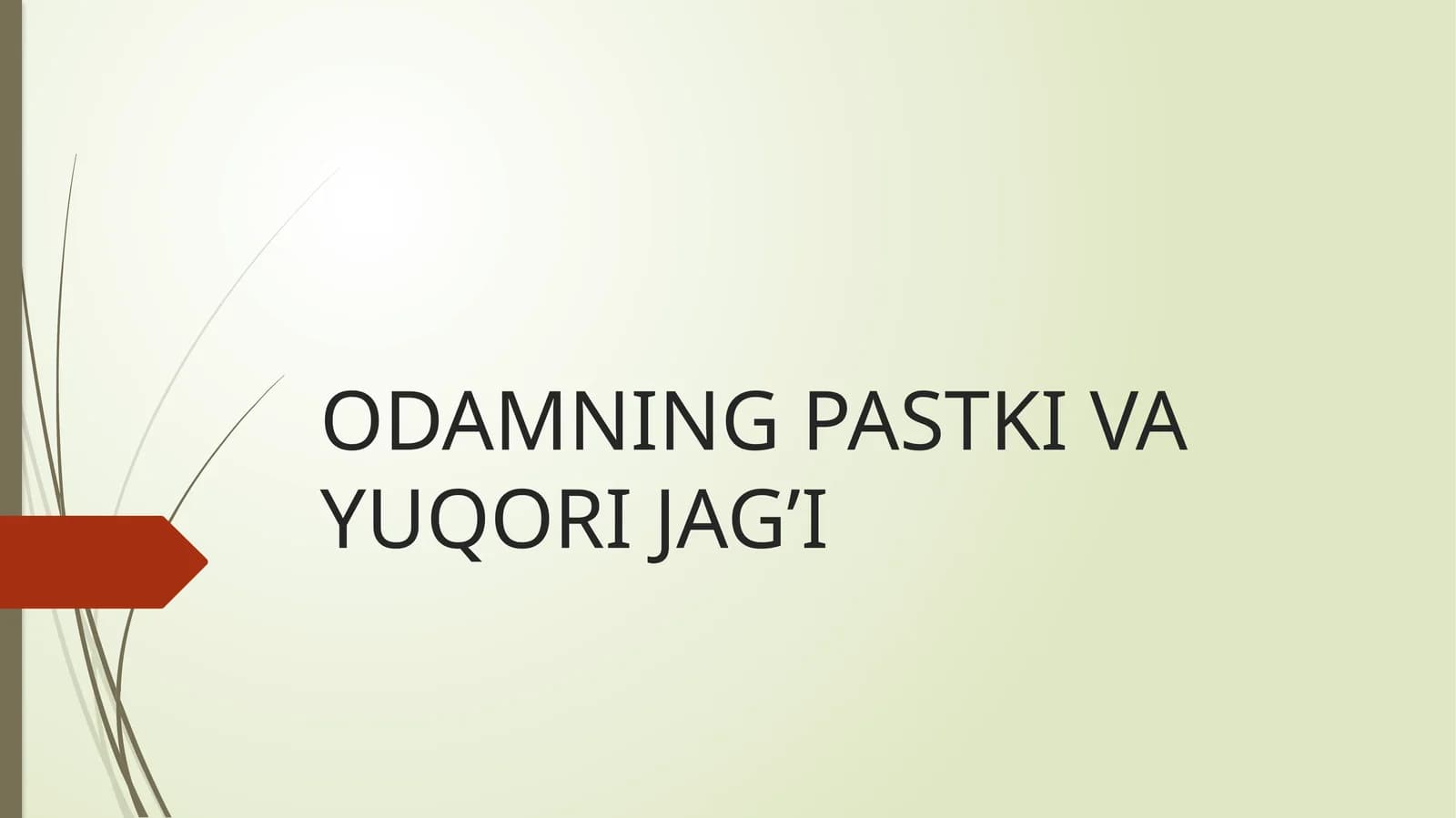 Mandibula haqida ma’lumot