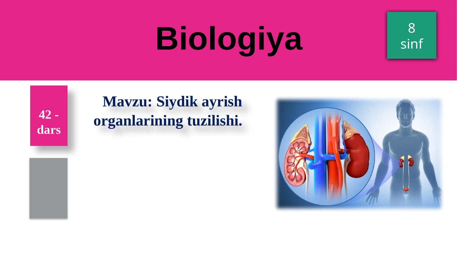 Siydikayrish organlarining tuzilishi