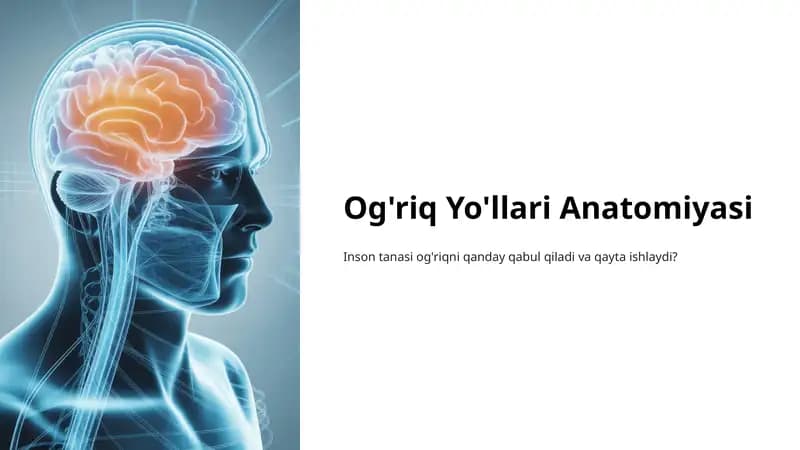 Og'riq Yo'llari Anatomiyasi
