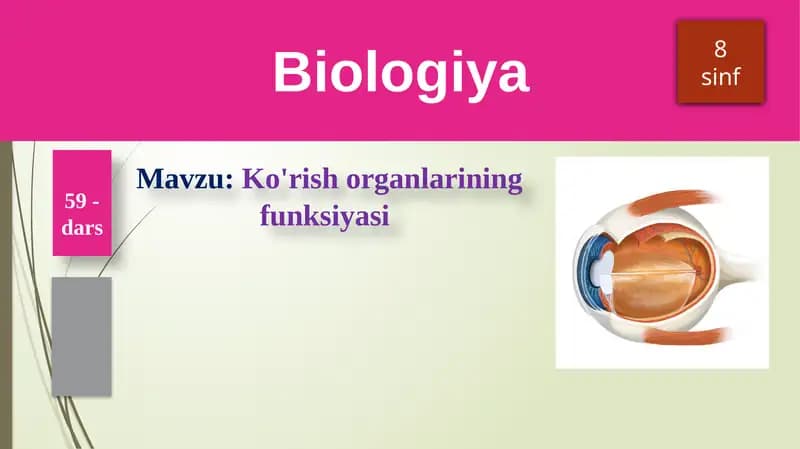 Ko'rish organlarining funksiyasi