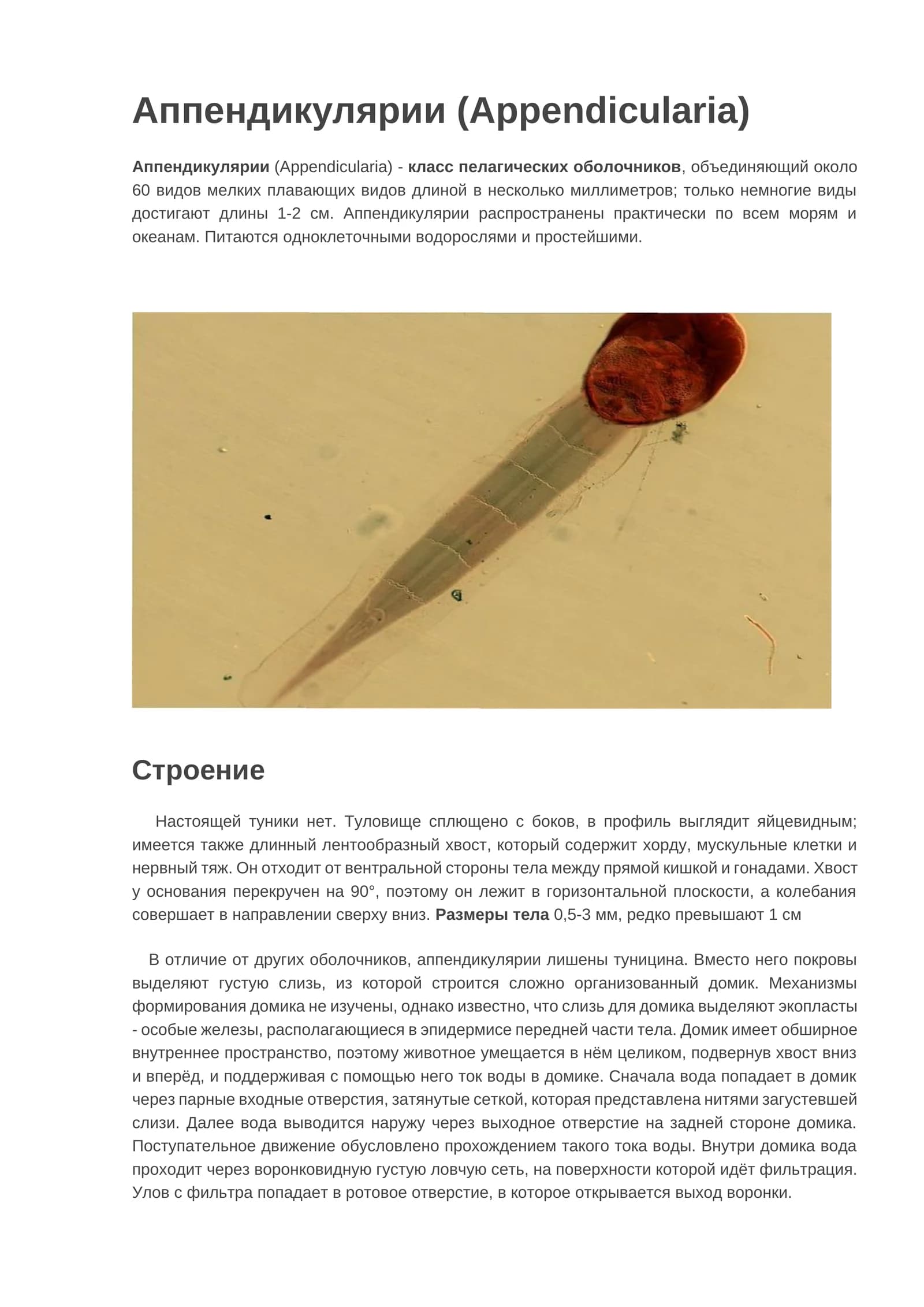 Аппендикулярии (Appendicularia)