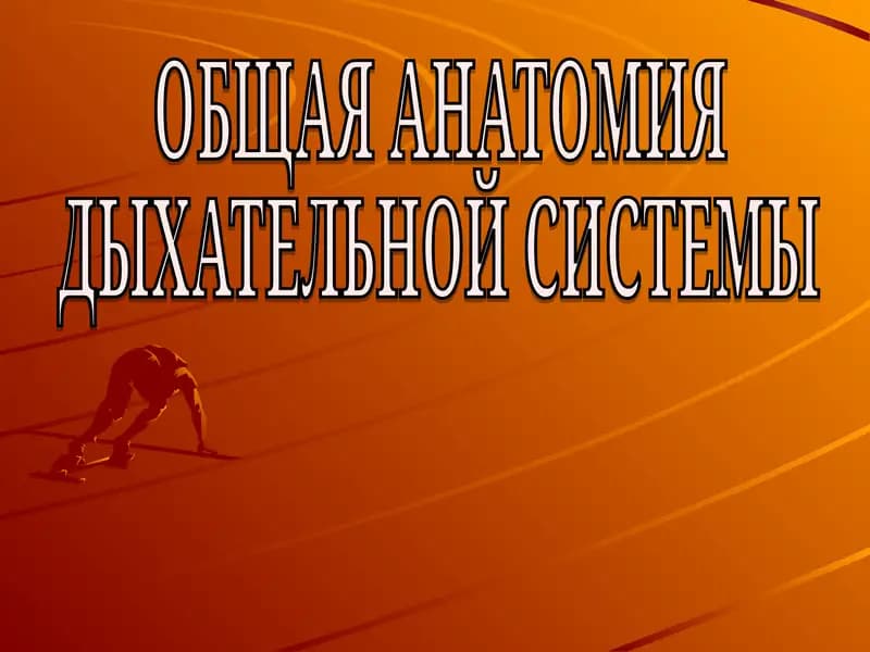 ОБЩАЯ АНАТОМИЯ ДЫХАТЕЛЬНОЙ СИСТЕМЫ