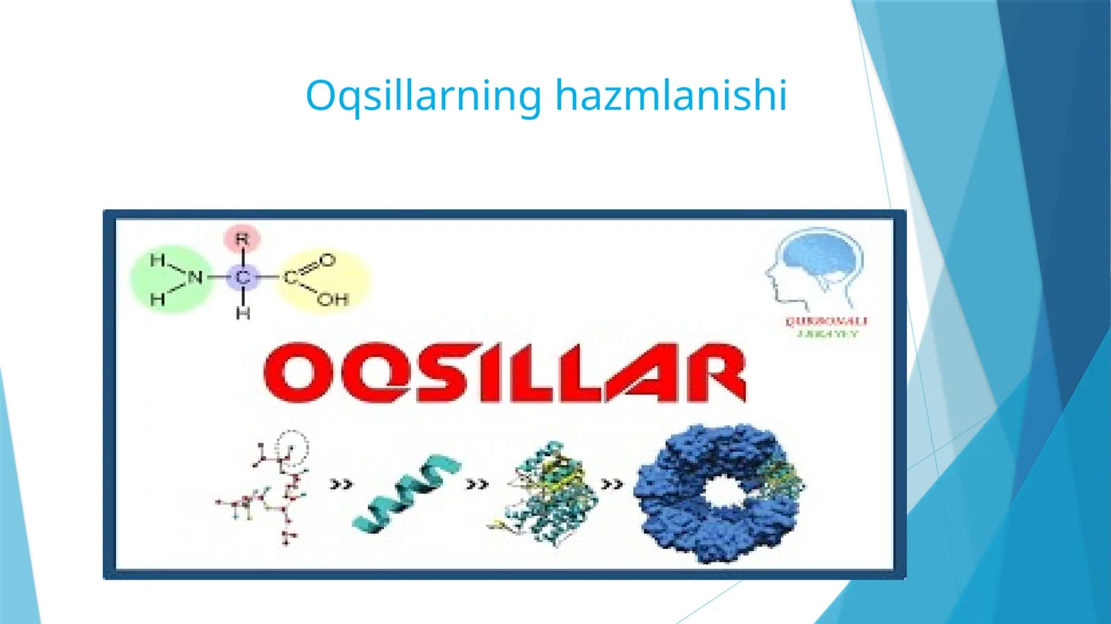 Oqsillarning hazmlanishi