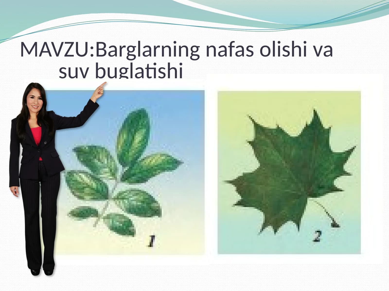 Barglarning nafas olishi va suv bug'lanishi