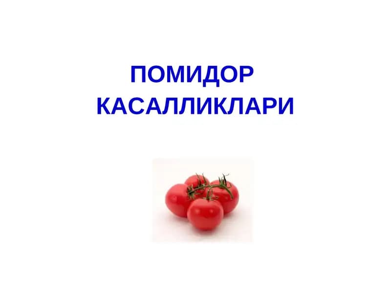 ПОМИДОР