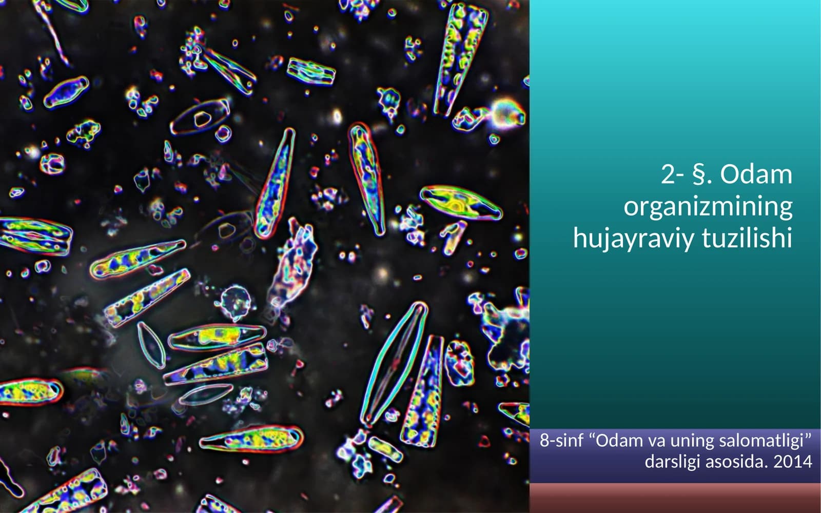 Odam organizmining hujayraviy tuzilishi