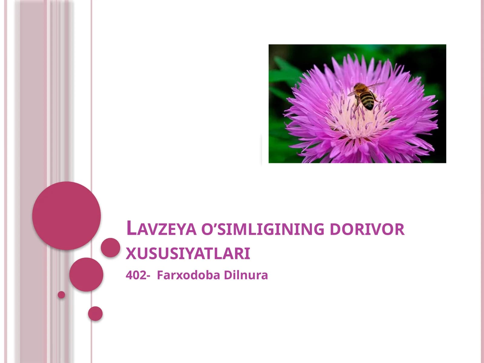 Lavzeya o’simligining dorivor xususiyatlari