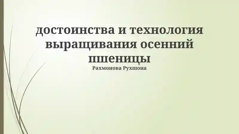 Озимая пшеница