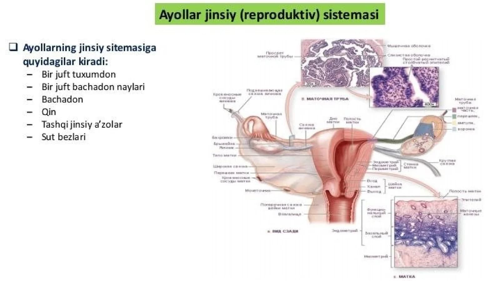 Ayollar jinsiy tizimi