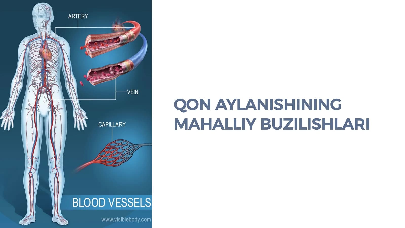 QON AYLANISHINING MAHALLIY BUZILISHLARI