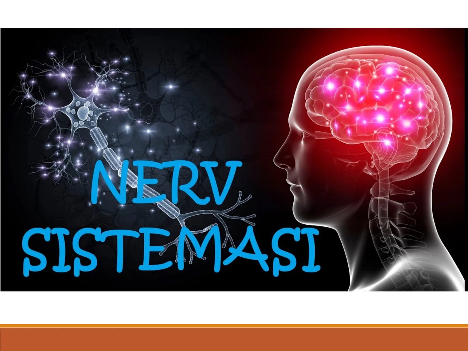 Nervsistemasi