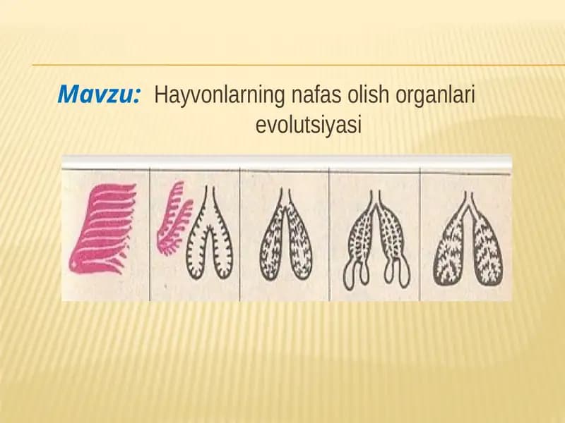 Hayvonlarning nafas olish organlari evolutsiyasi
