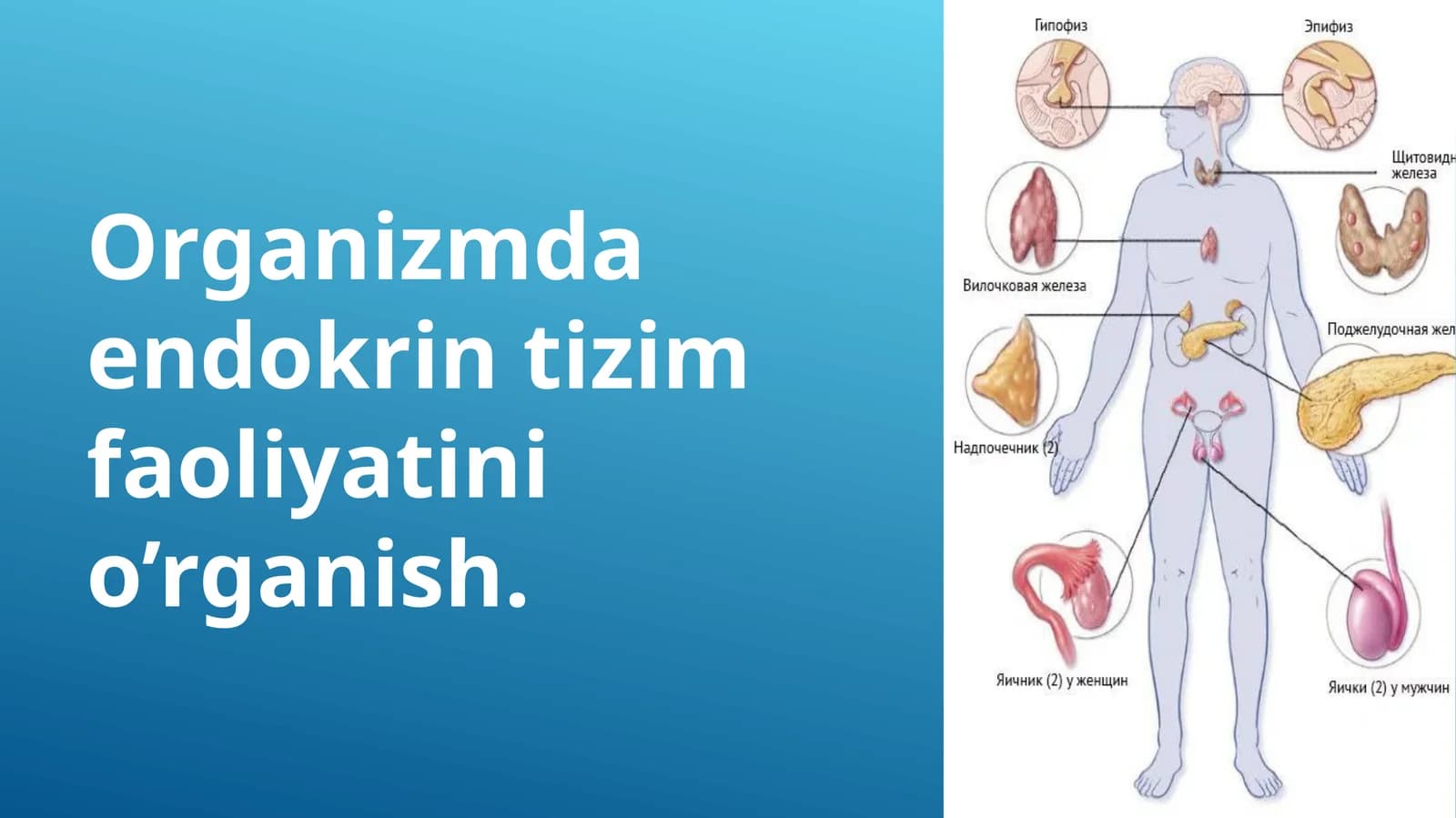 Endokrin tizim faoliyatini o’rganish