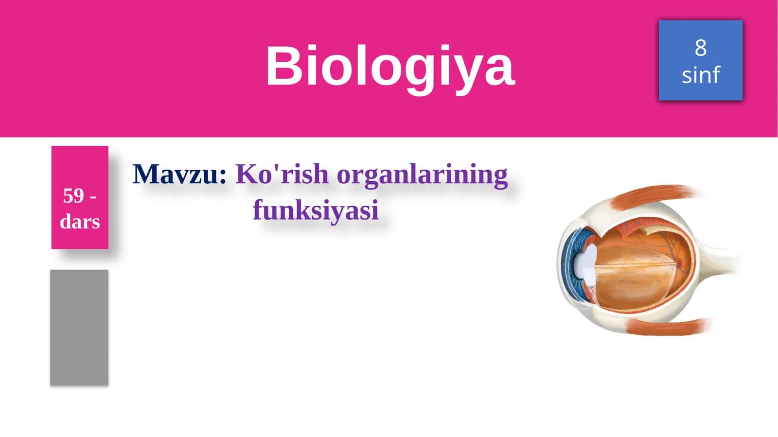 Ko'rish organlarining funksiyasi