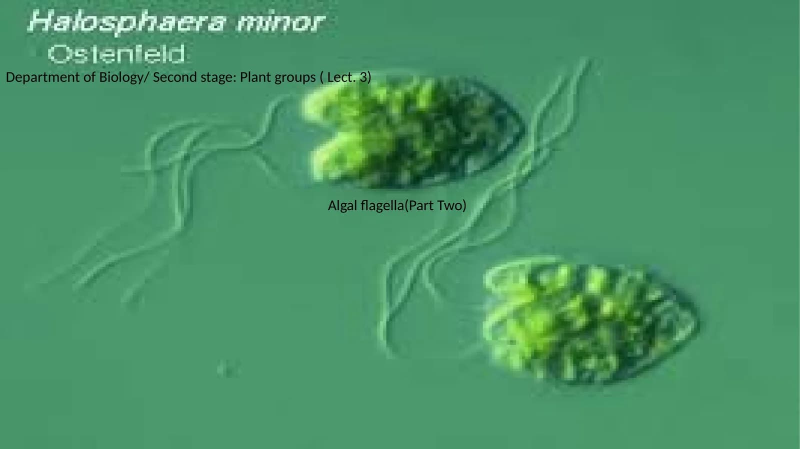Algal flagella(Part Two)