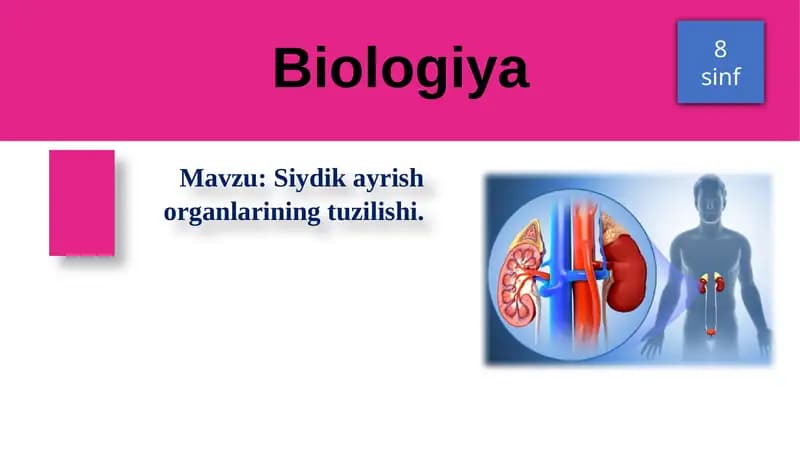 Siydik ayrish organlarining tuzilishi