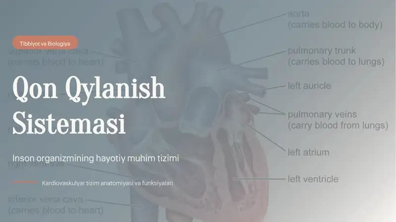 Qon aylanish sistemasi slayd