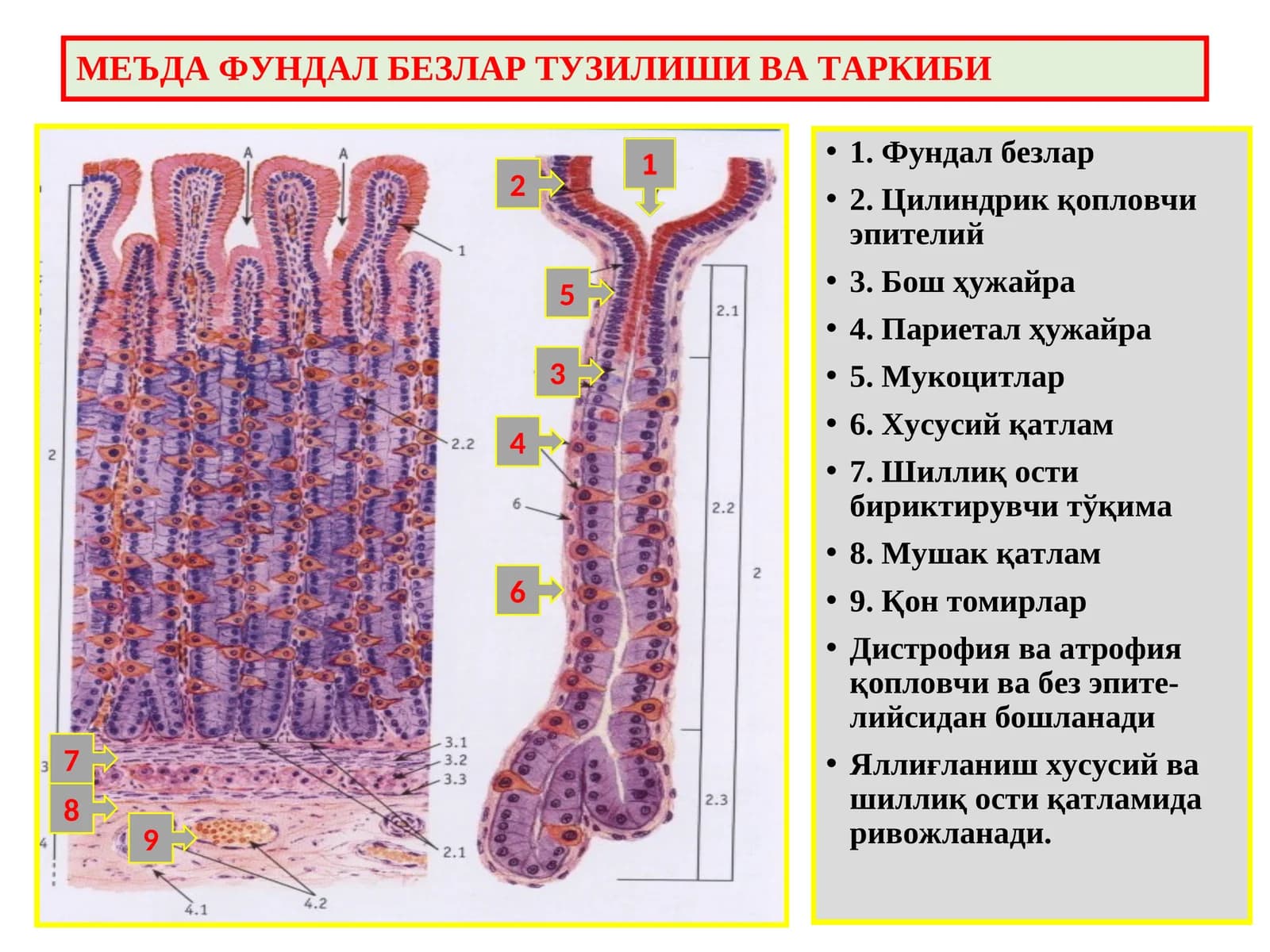 Ошкозон-ичак касалликлари