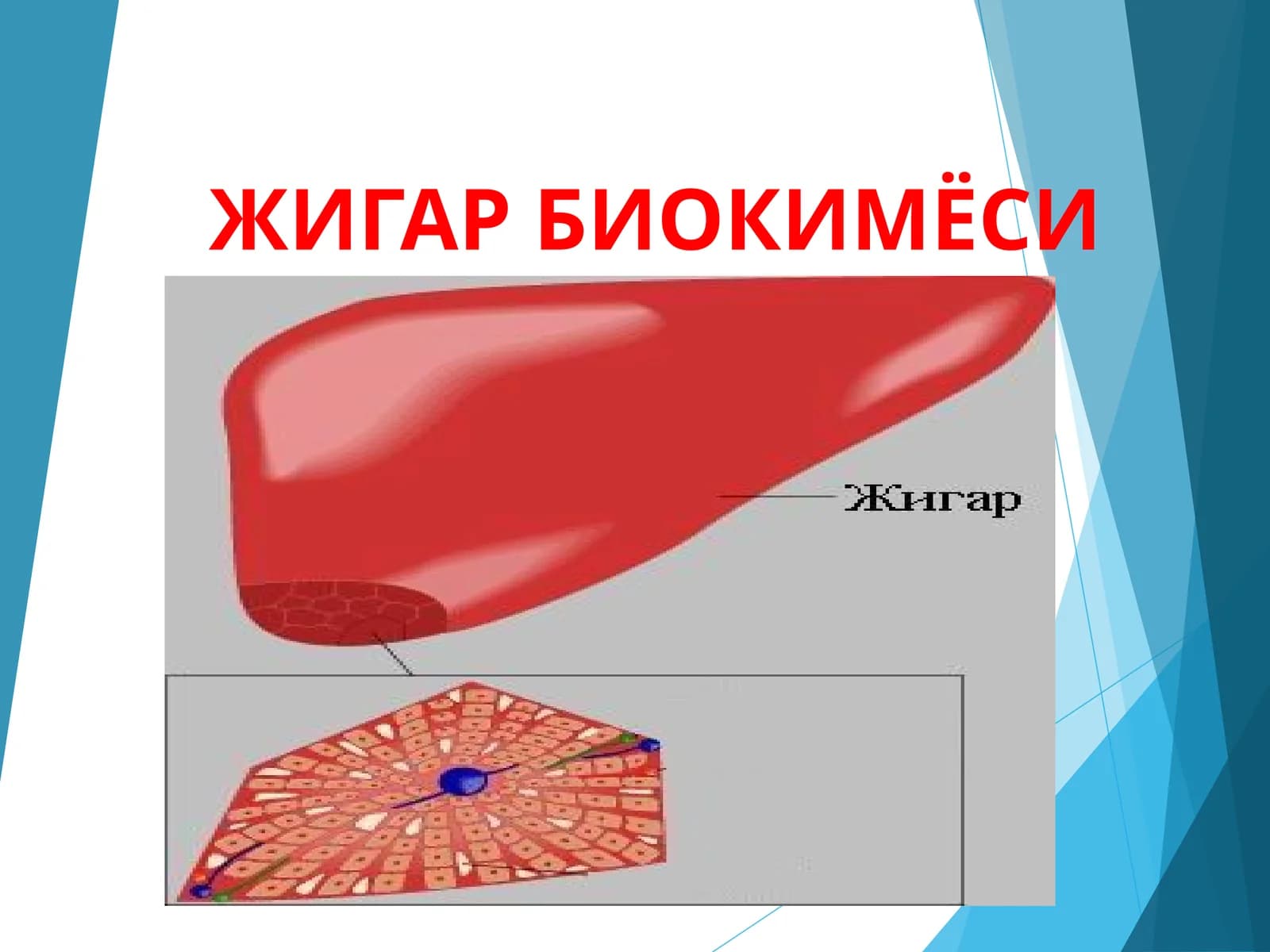 Jigar biokimyosi