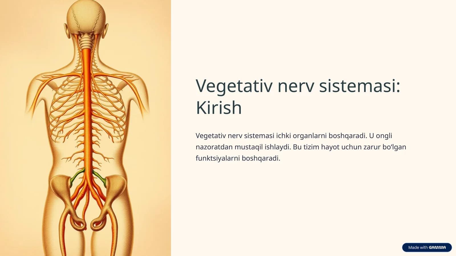Vegetativ nerv sistemasi: Kirish