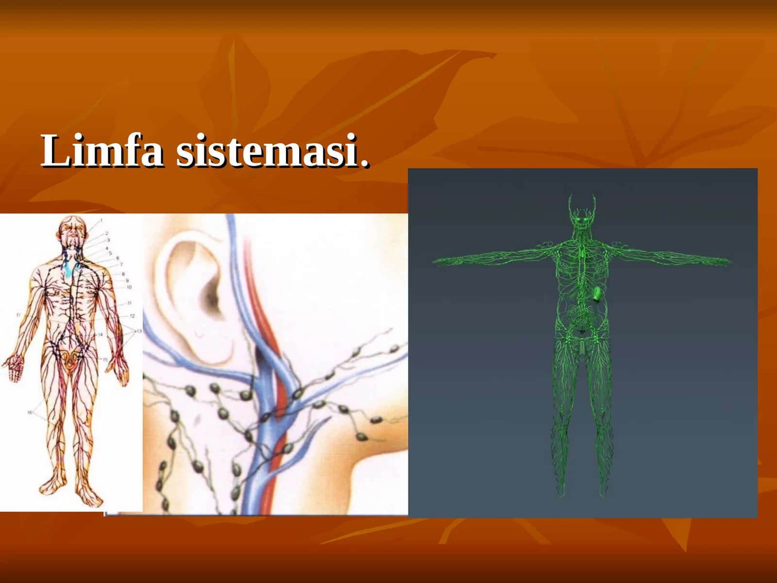 Limfa sistemasi